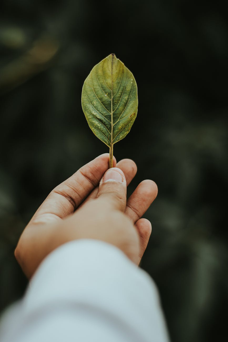 shallow focus photography of person holding green leaf